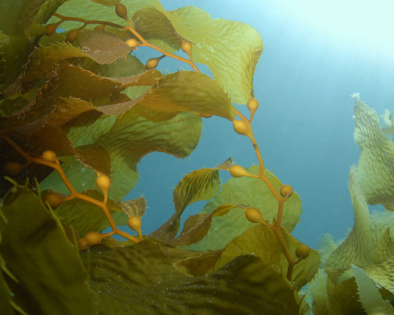 Aurapure Lumina SEAWEED 薬用スカルプエッセンス四本 The Magic of Undaria Seaweed – OSEA® Malibu