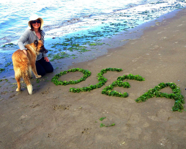 A Love Letter to Seaweed