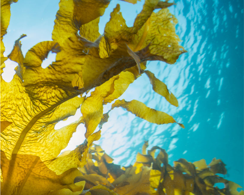 Top 14 Facts About Seaweed