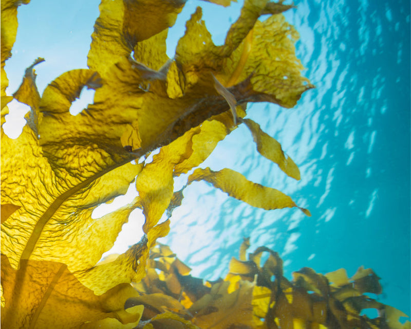 Top 14 Facts About Seaweed
