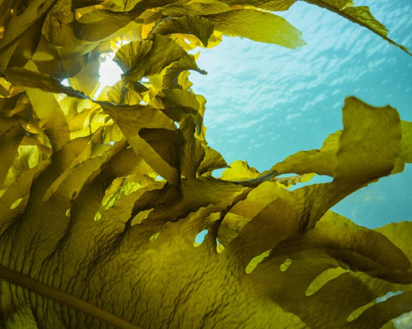 Seaweed: Our Signature Ingredient for Your Best Skin