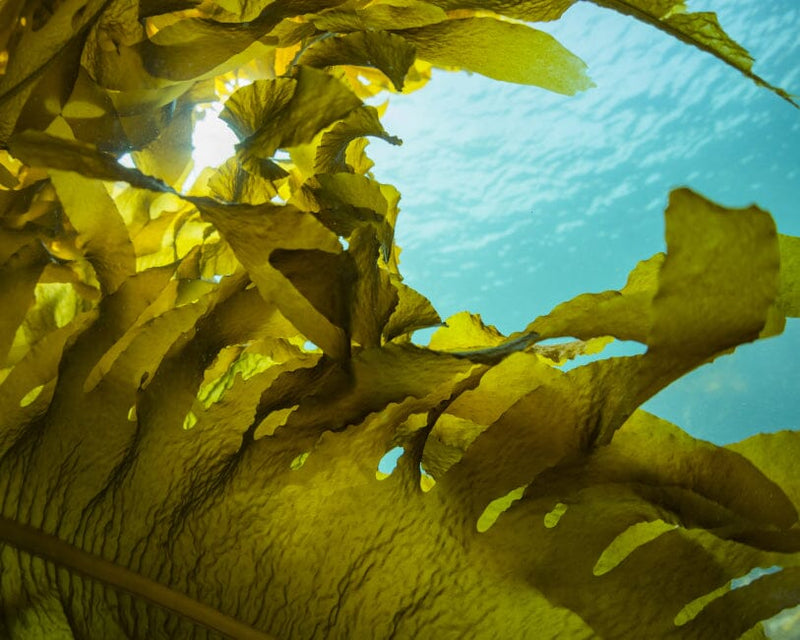 Seaweed