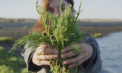 Top 14 Facts to Know About Seaweed
